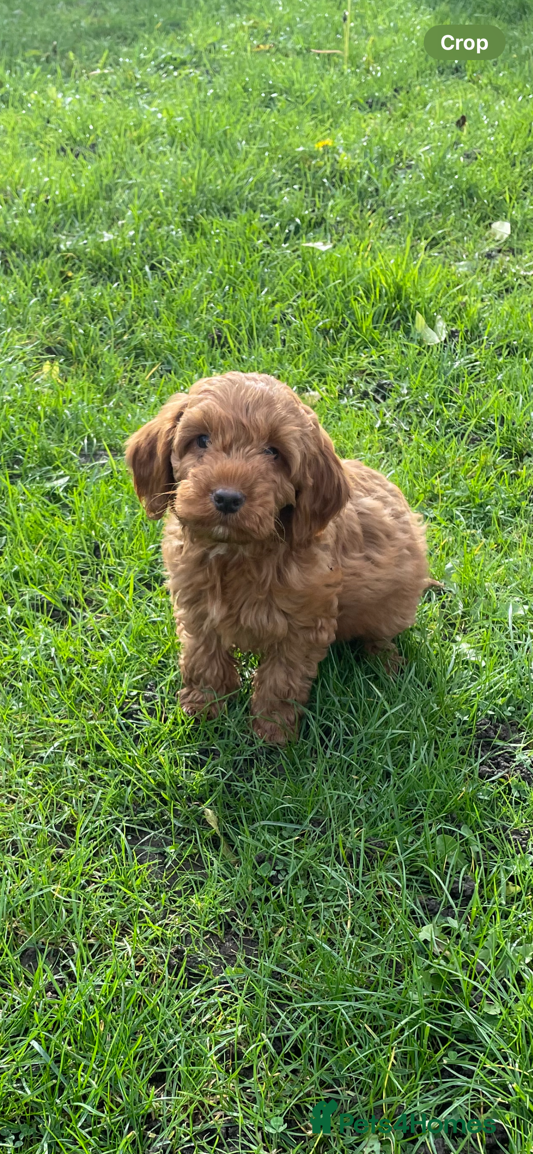 Cockapoo dogs for sale: Red Cockapoo puppies for sale - Image 5