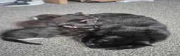 Mixed Breed cats for sale: 3 black and white tuxedo kittens, 2 male 1 female - Advert 5