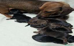 Miniature Dachshund dogs for sale: Quality KC / PRA Clear Minature Dachshund Puppies  - Image 11