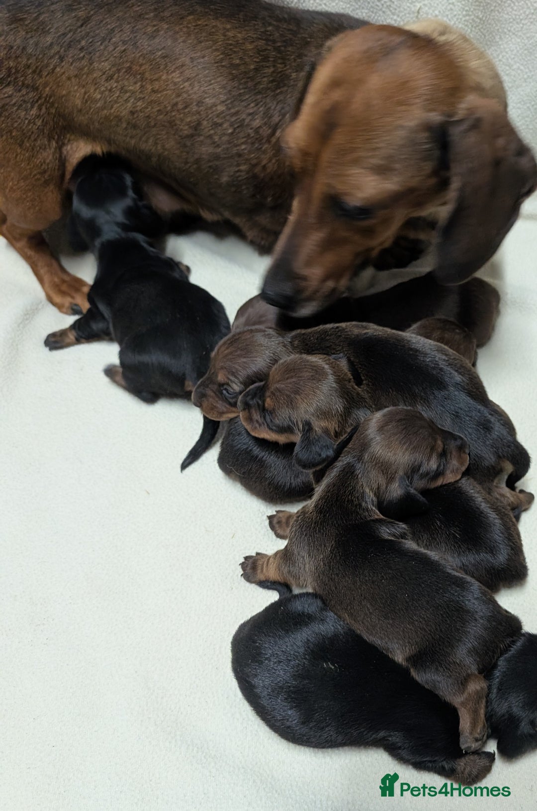 Miniature Dachshund dogs for sale: Quality KC / PRA Clear Minature Dachshund Puppies  - Image 11