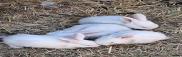 Californian rabbits for sale: Californian and californianXnewzaeland rabbits  in Worthing - Advert 1
