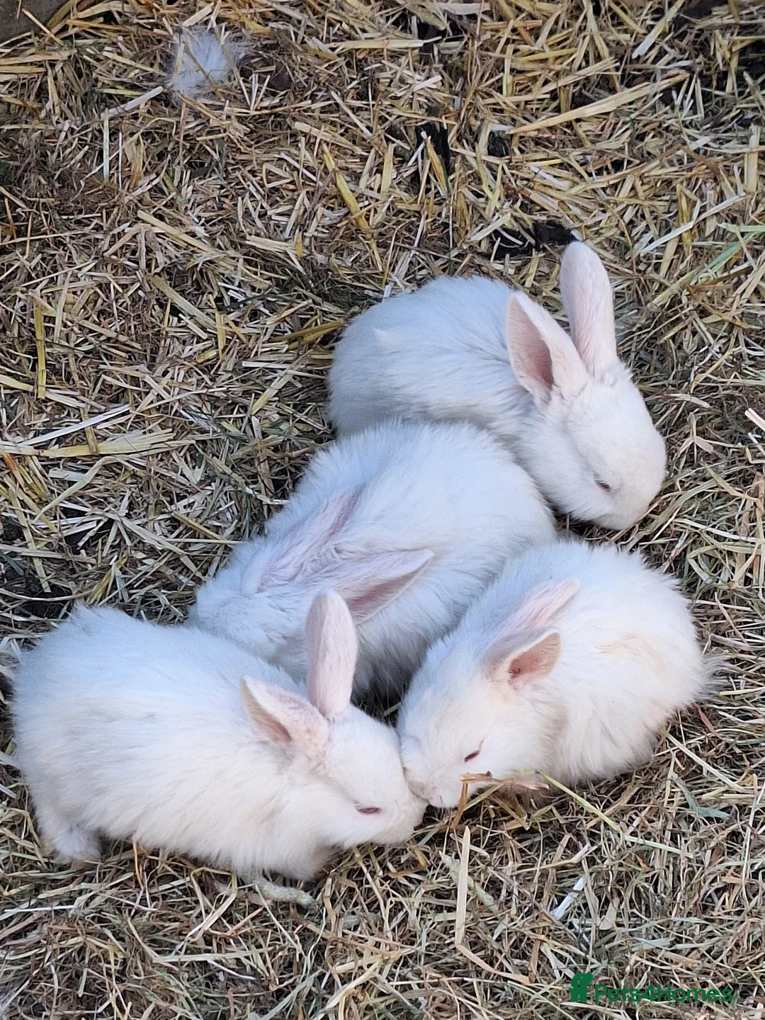 Californian rabbits for sale: Californian and californianXnewzaeland rabbits  in Worthing - Advert 1