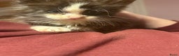 Maine Coon cats for sale: 2 beautiful Maine coon kittens  - Advert 6