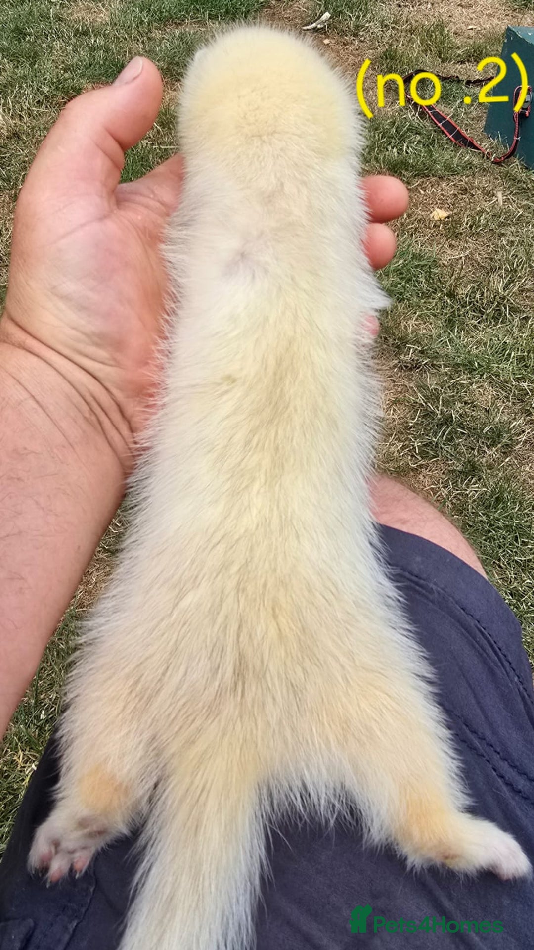 Ferret rodents for sale: Ferret kits - Image 7