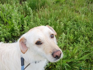 Mixed Breed dogs in Wellingborough - Advert 22