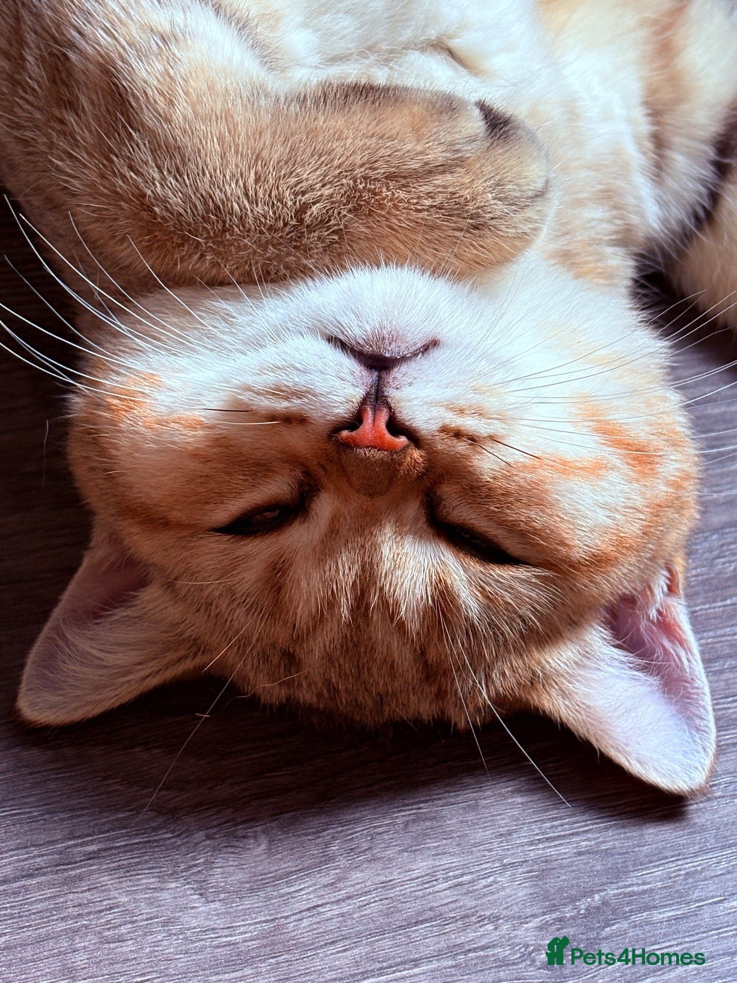 British Shorthair cats GCCF Golden BSH Kittens | Ready Now - Advert 1