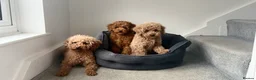Maltipoo dogs for sale: Beautiful red multipoo for sale 2 boys 1 girl - Advert 1