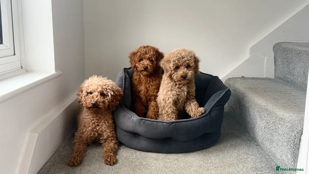 Maltipoo dogs for sale: Beautiful red multipoo for sale 2 boys 1 girl - Advert 1