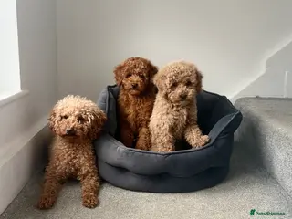 Maltipoo dogs Beautiful red multipoo for sale 2 boys 1 girl - Advert 2