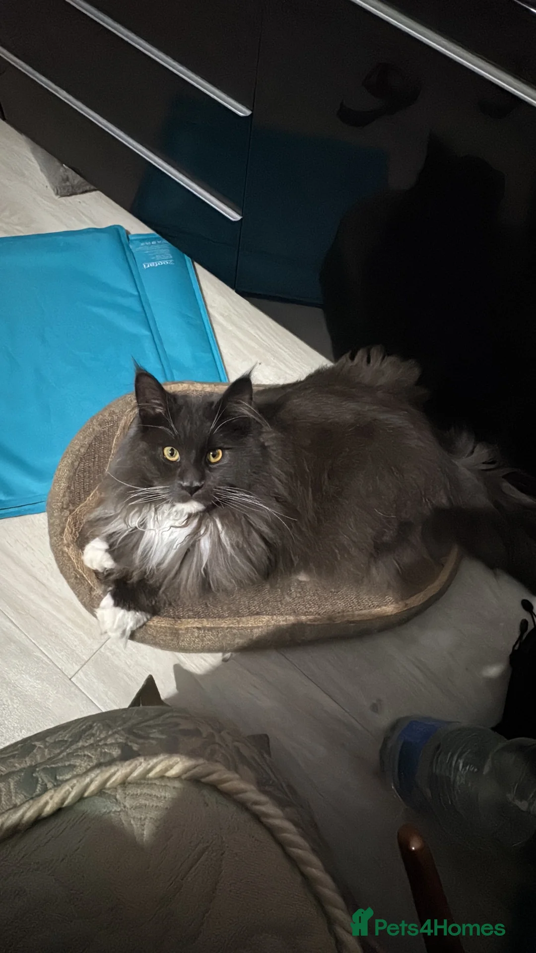 Maine Coon cats for stud: 🐱 STUD SERVICE – MR CROWLEY 🐱 - Advert 6