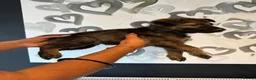 German Shepherd dogs for sale: Beautiful German Shepherd Puppies  - Advert 8