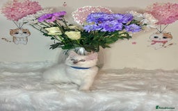 Ragdoll cats for sale: ⭐️TICA REG⭐️Pedigree Ragdoll Kittens DNA CLEAR ✅  - Image 32