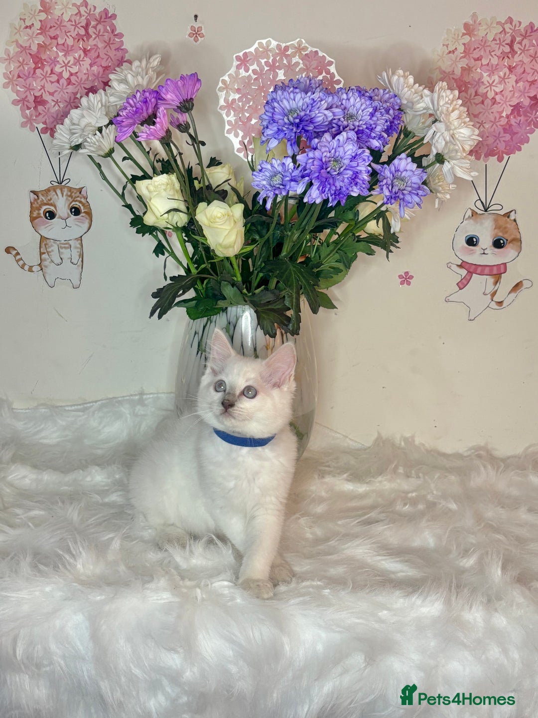 Ragdoll cats for sale: ⭐️TICA REG⭐️Pedigree Ragdoll Kittens DNA CLEAR ✅  - Image 32