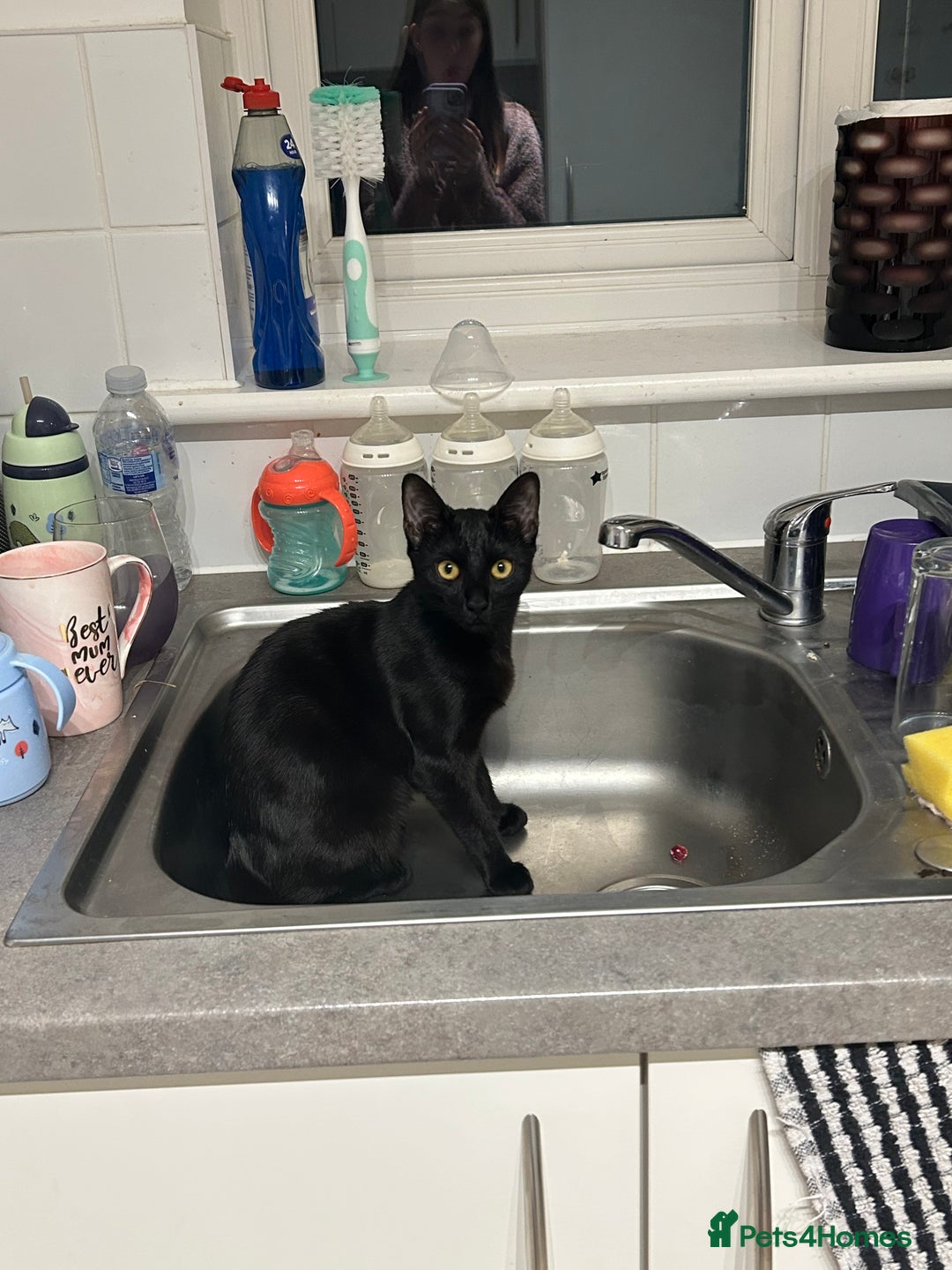 British Shorthair cats for sale: Mother of 2 Kittens Available to buy - Advert 14