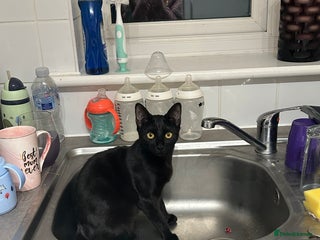 British Shorthair cats Mother of 2 Kittens + Extra Cat, Available to buy - Advert 1