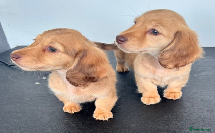 Miniature Dachshund dogs for sale - Advert 1