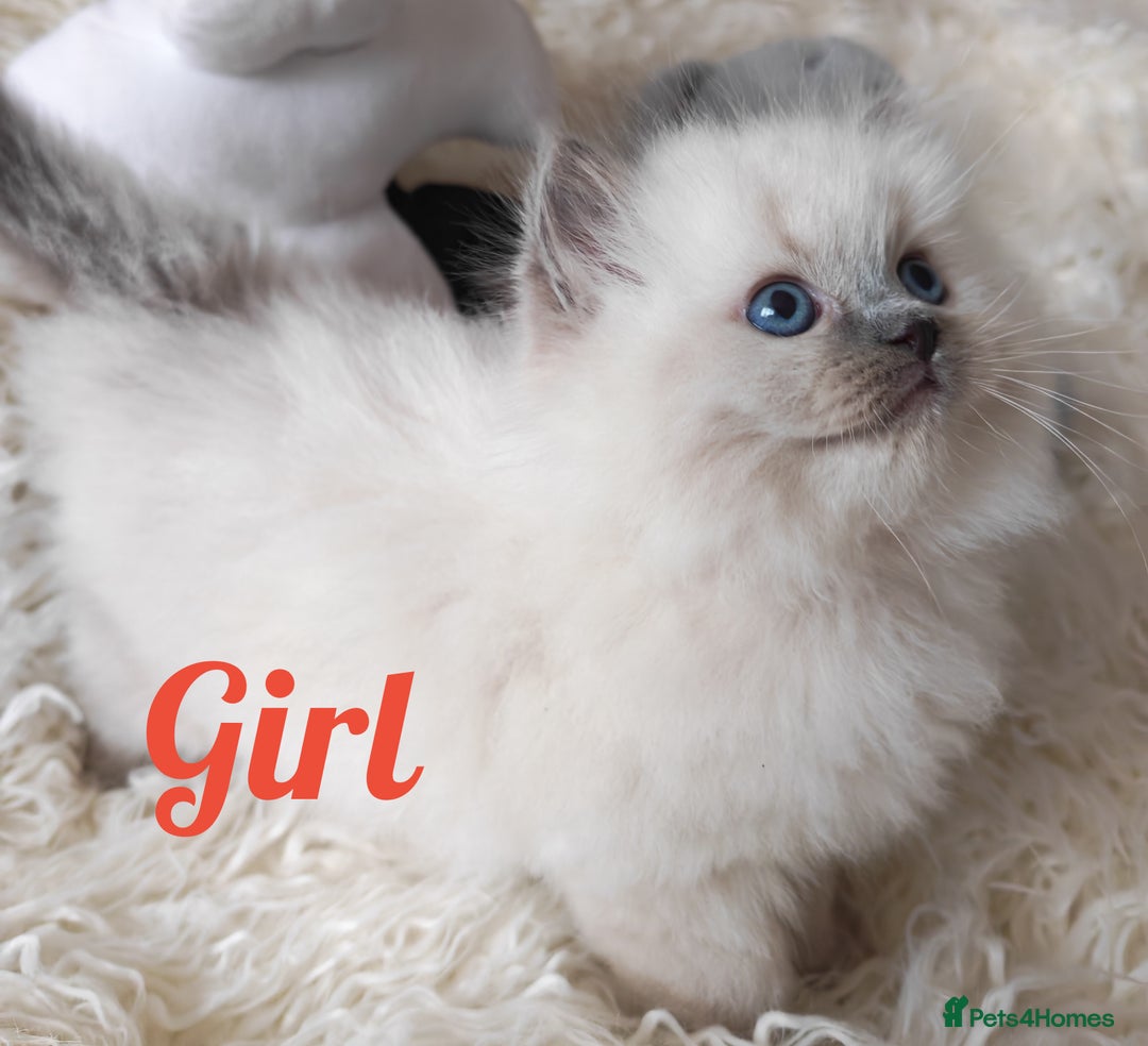 Ragdoll cats for sale: GCCF REGISTER KITTENS  - Advert 9