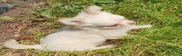 Chihuahua dogs for sale: Tiny tiny chihuahua girls  for sale  - Advert 5