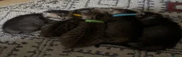 British Shorthair cats for sale: Pedigree British Shorthair  - Advert 4