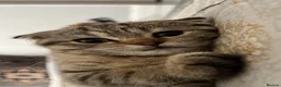Domestic Shorthair cats for sale: Scottish Shorthair Small, Friendly, Cute  in Nottingham - Advert 4