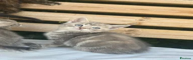 Grey girl 2