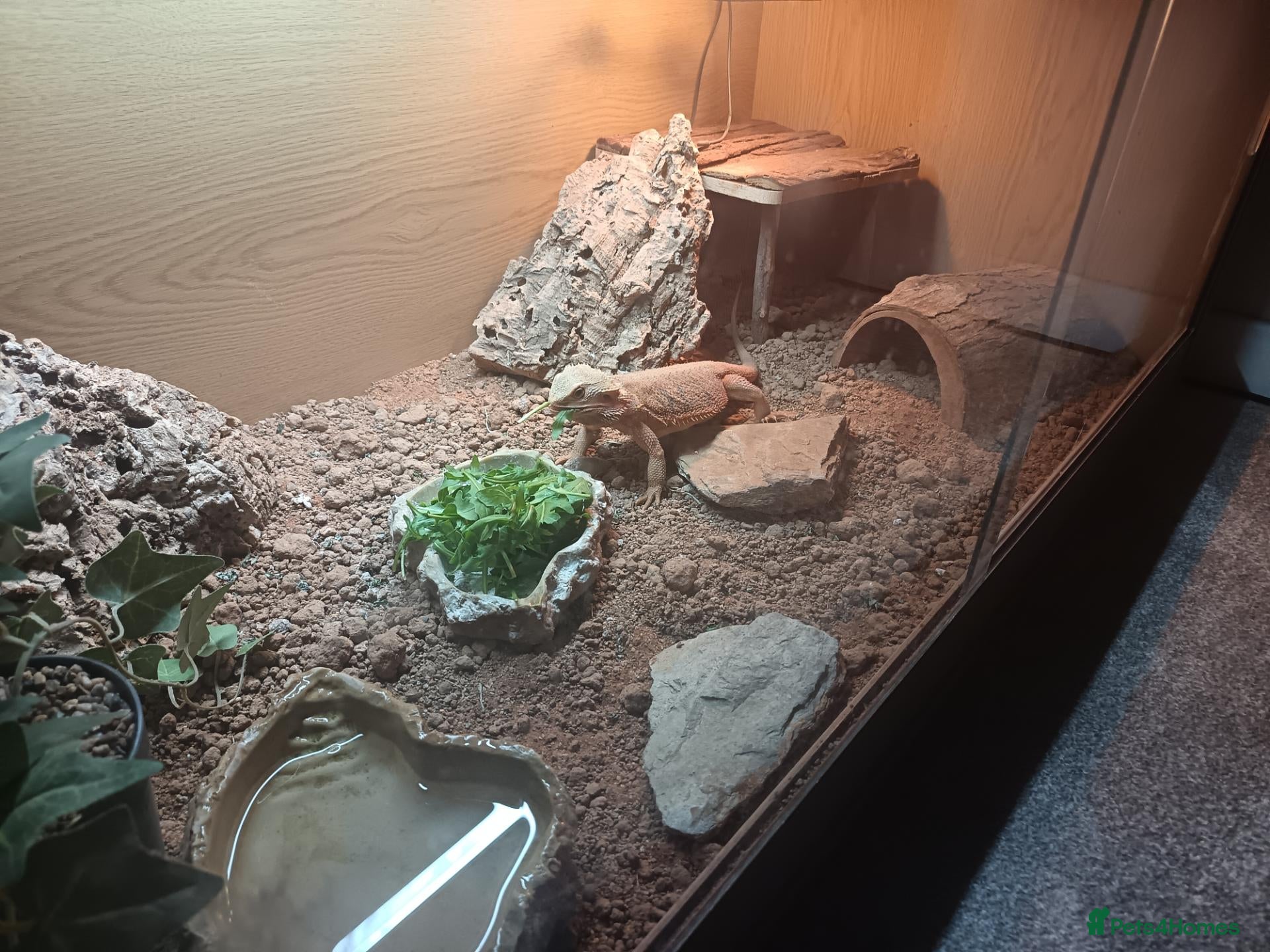 Bearded Dragon reptiles Beautiful female Beardie ❤️  - Advert 4