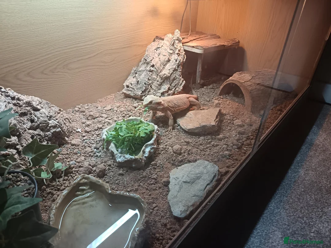 Bearded Dragon reptiles for sale: Beautiful female Beardie ❤️  in Loughborough - Advert 1