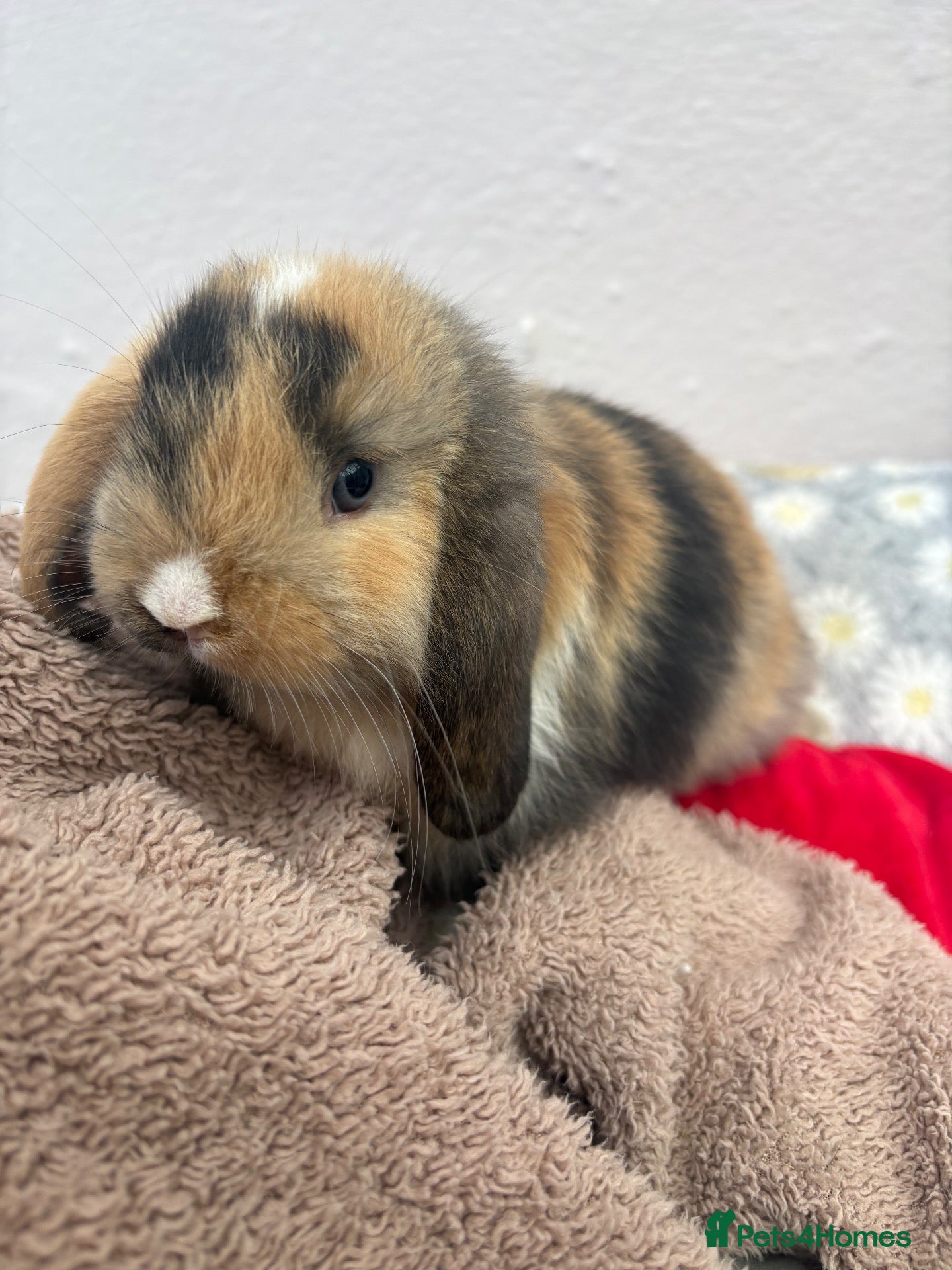 Mini Lop rabbits Mini lops-raised indoors-vaccinated  - Advert 2