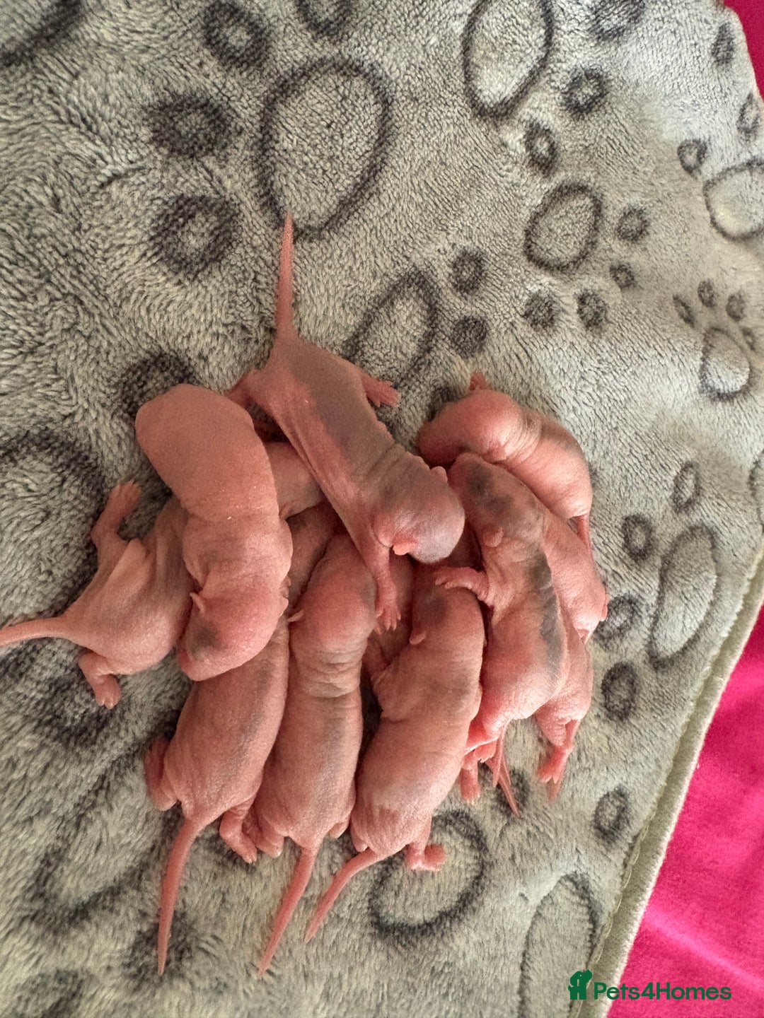 Rat rodents for sale: Babies rats (waiting list) in Honiton - Image 11