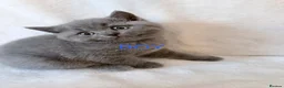 British Shorthair cats for sale: Pedigree bsh kittens  - Advert 2