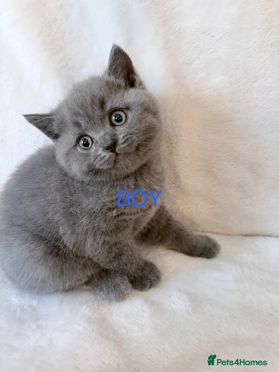 British Shorthair cats for sale: Pedigree bsh kittens  - Advert 2
