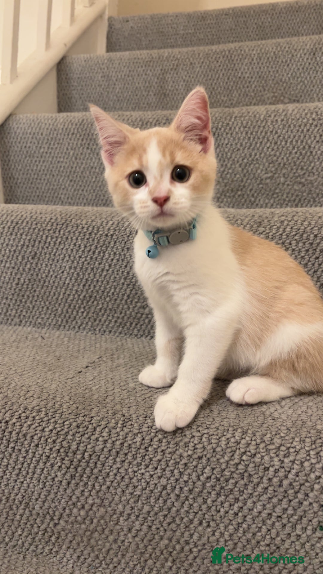Mixed Breed cats for sale: Beautiful little boy - Image 12