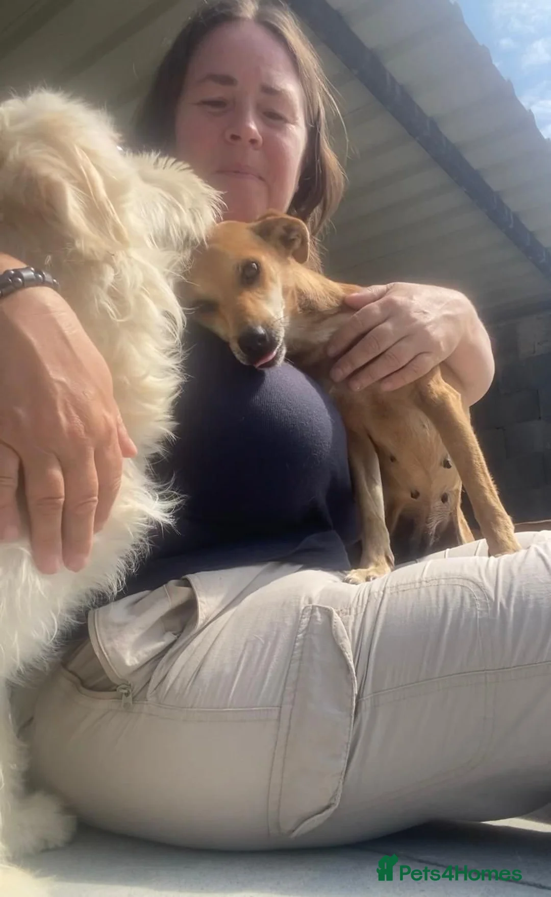 Mixed Breed dogs for adoption: Tansy, 2-4 yrs old. Available for adoption. - Advert 2