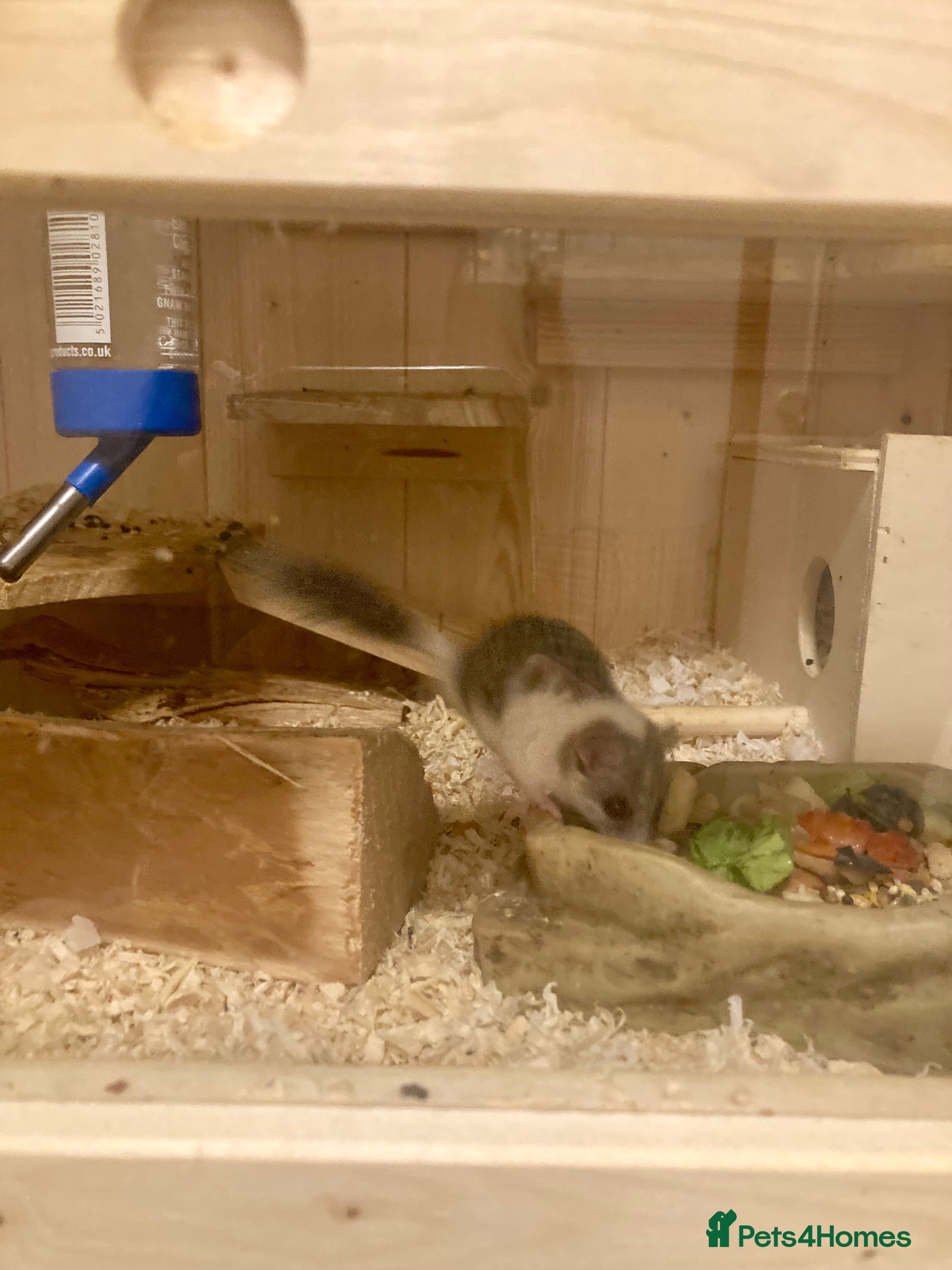 Mouse rodents African Pygmy dormice micro squirrel, grass mice - Advert 1