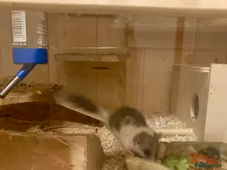 Mouse rodents African Pygmy dormice micro squirrel, grass mice - Advert 1