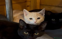 Ragdoll cats for sale: Beautiful Ragdoll cross kittens  - Image 1