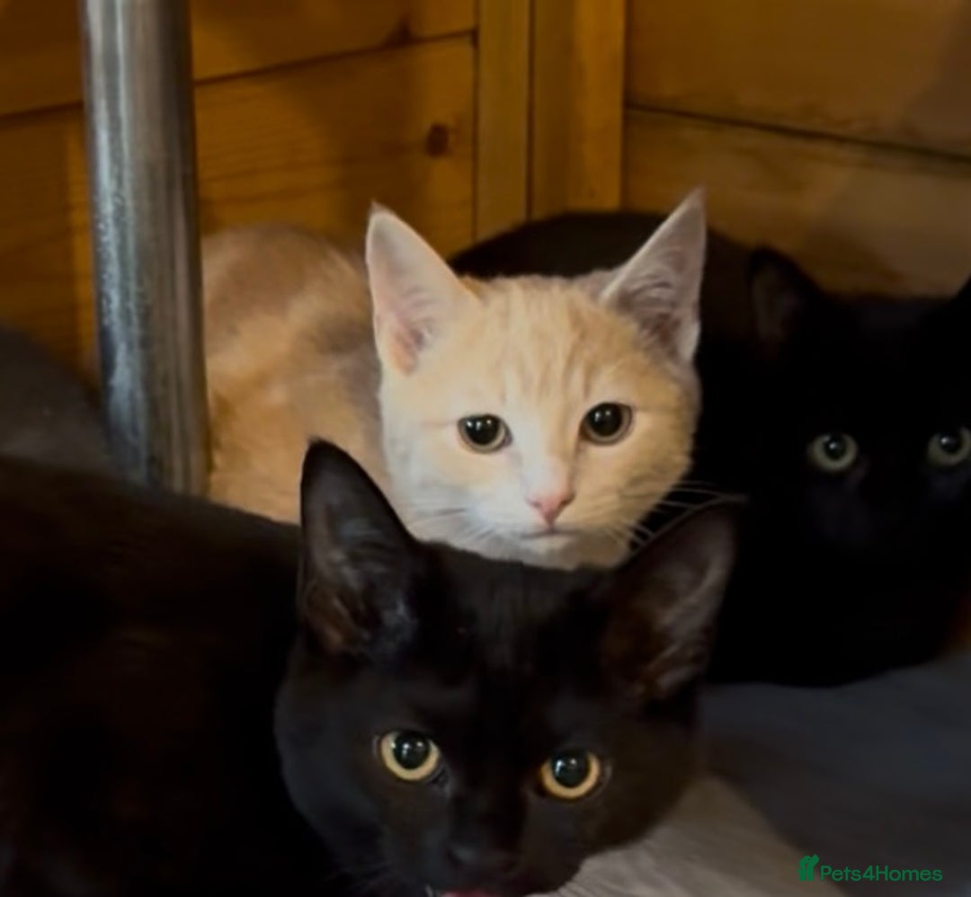 Ragdoll cats for sale: Beautiful Ragdoll cross kittens  - Image 1