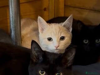 Ragdoll cats - Advert 10