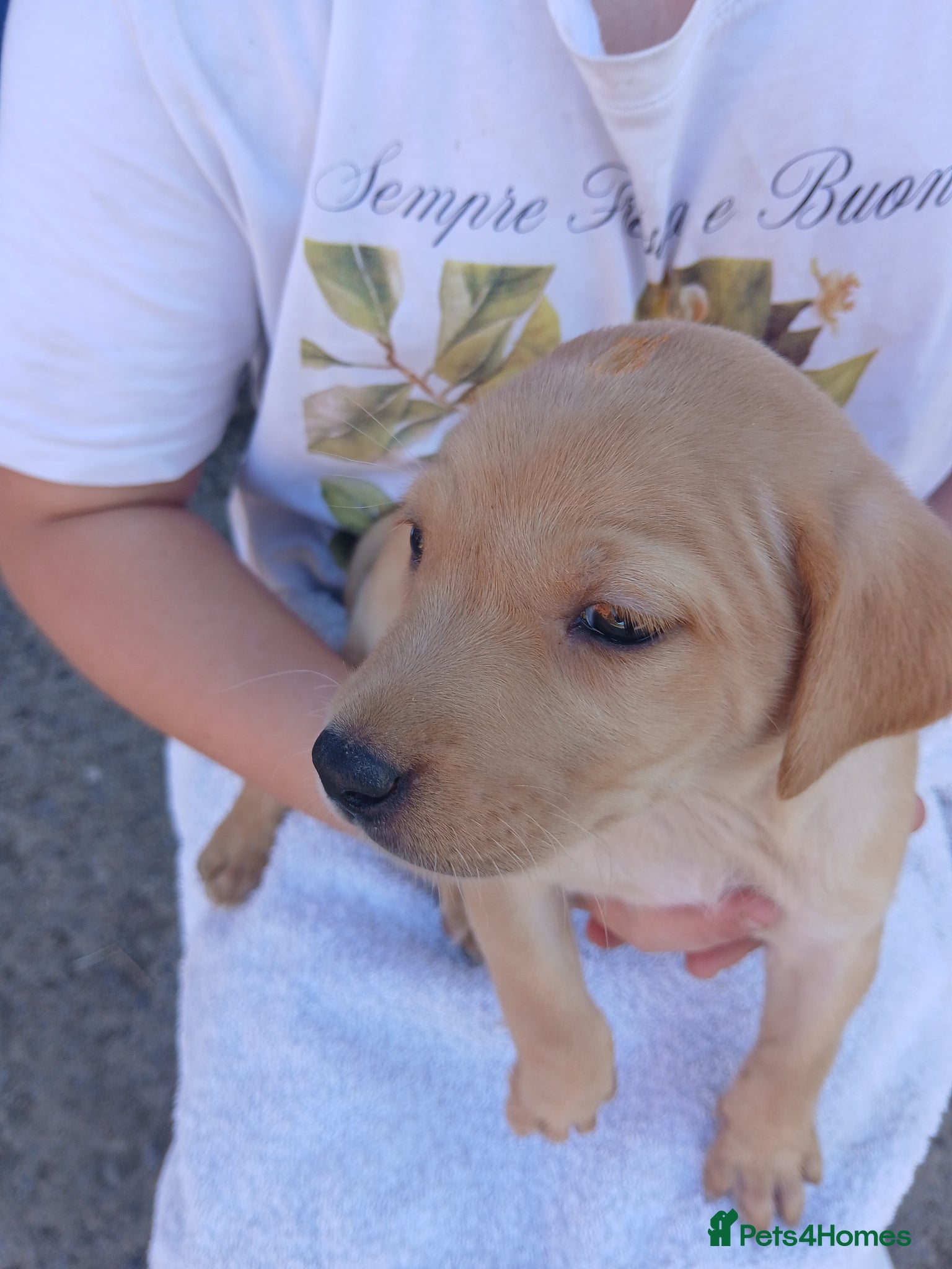 Labrador Retriever dogs for sale: Fabulous litter of golden and fox red lab puppies. - Advert 2