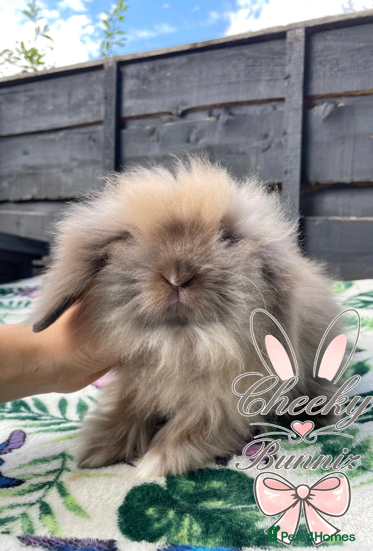 Mini Lion Lop rabbits Beautiful Pure Bred Mini Lion Lops  - Advert 6