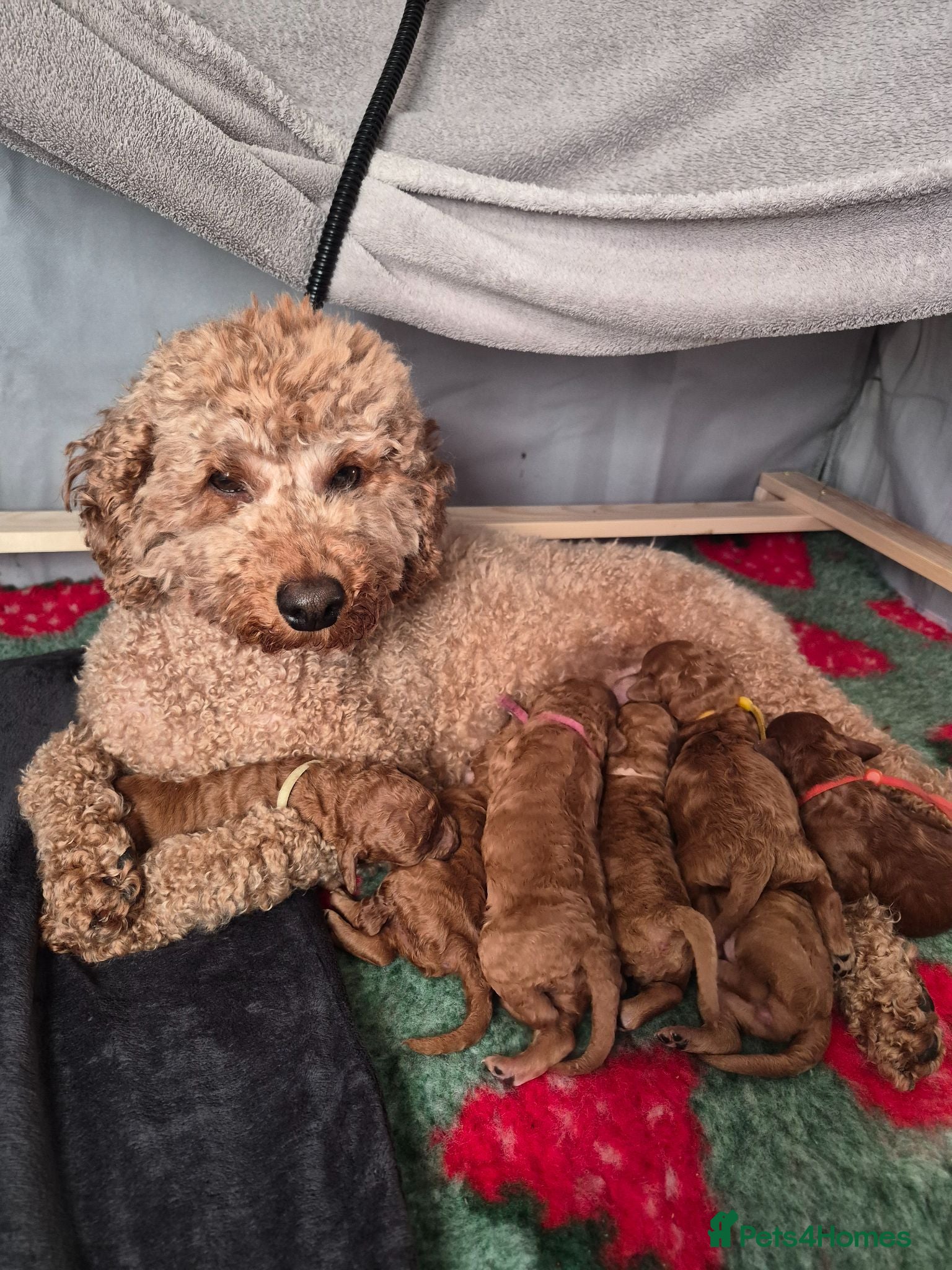 Miniature Poodle dogs Beautiful KC Registered Miniature Poodle Puppies  - Advert 1