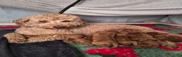 Miniature Poodle dogs for sale: Beautiful KC Registered Miniature Poodle Puppies  in Mirfield - Advert 1