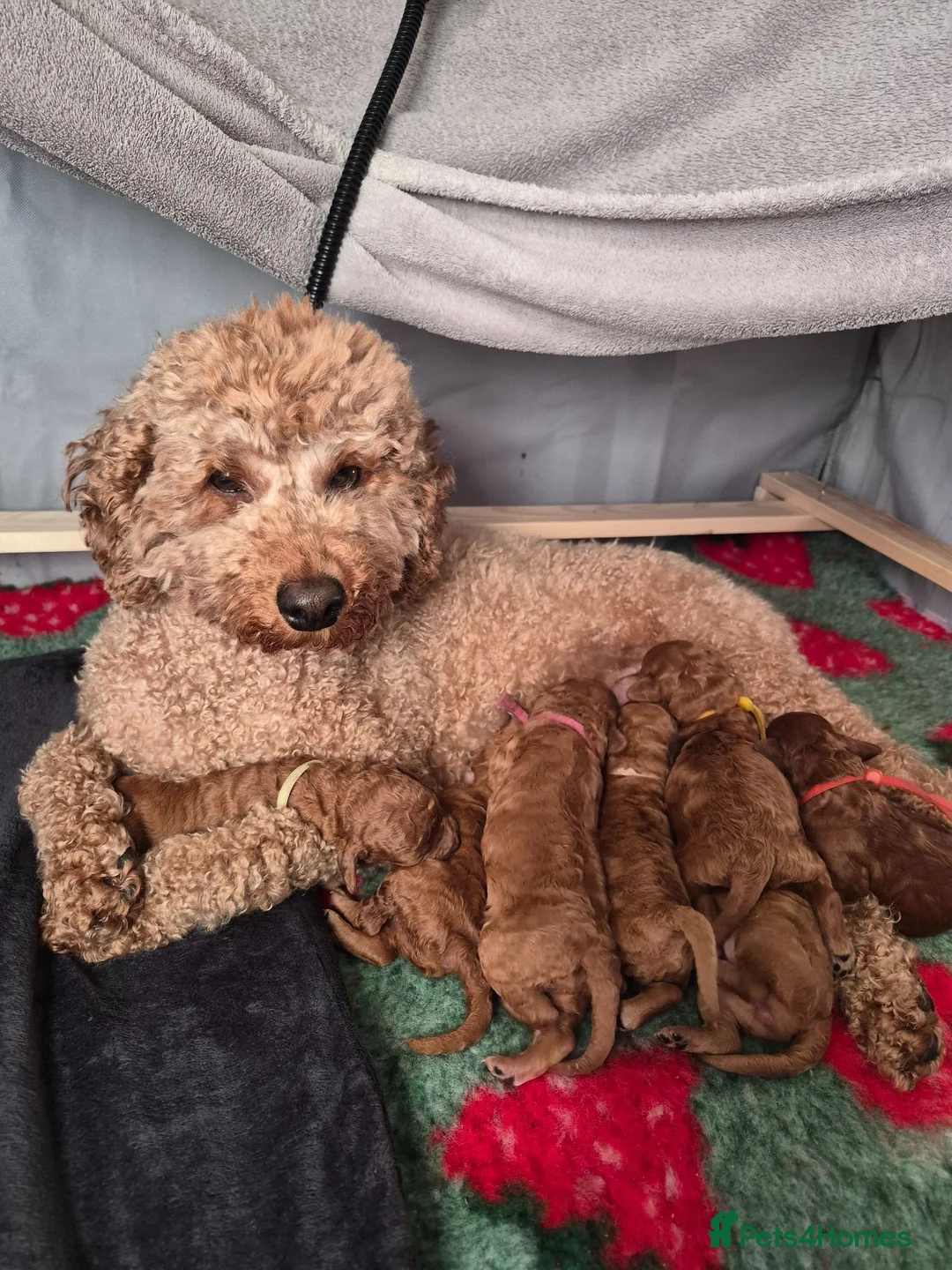 Miniature Poodle dogs for sale: Beautiful KC Registered Miniature Poodle Puppies  in Mirfield - Advert 1