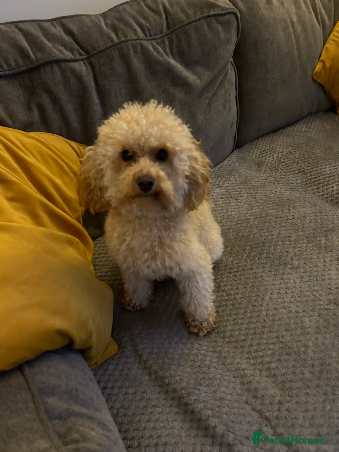 Toy Poodle dogs for stud:  proven tiny 2.3kg KC registered red toy poodle  in Devizes - Advert 4