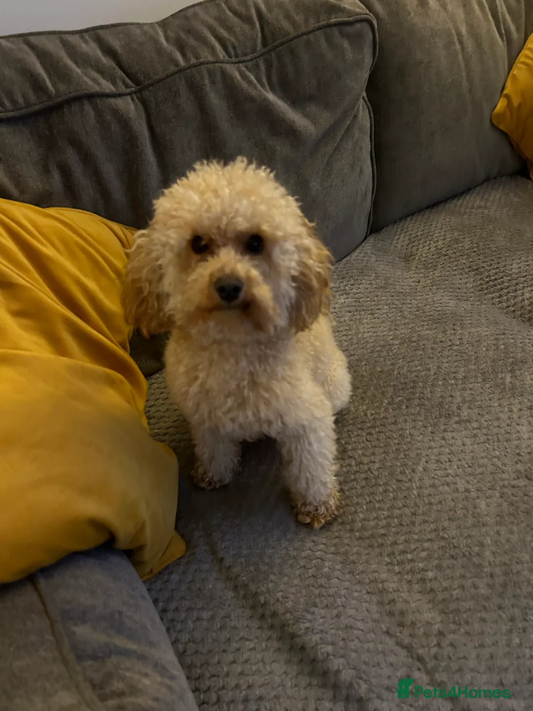 Toy Poodle dogs for stud:  proven tiny 2.3kg KC registered red toy poodle  in Devizes - Advert 5