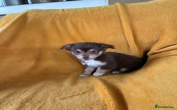 Chihuahua dogs for sale: Beautiful Chihuahua Puppies For Sale - Advert 8