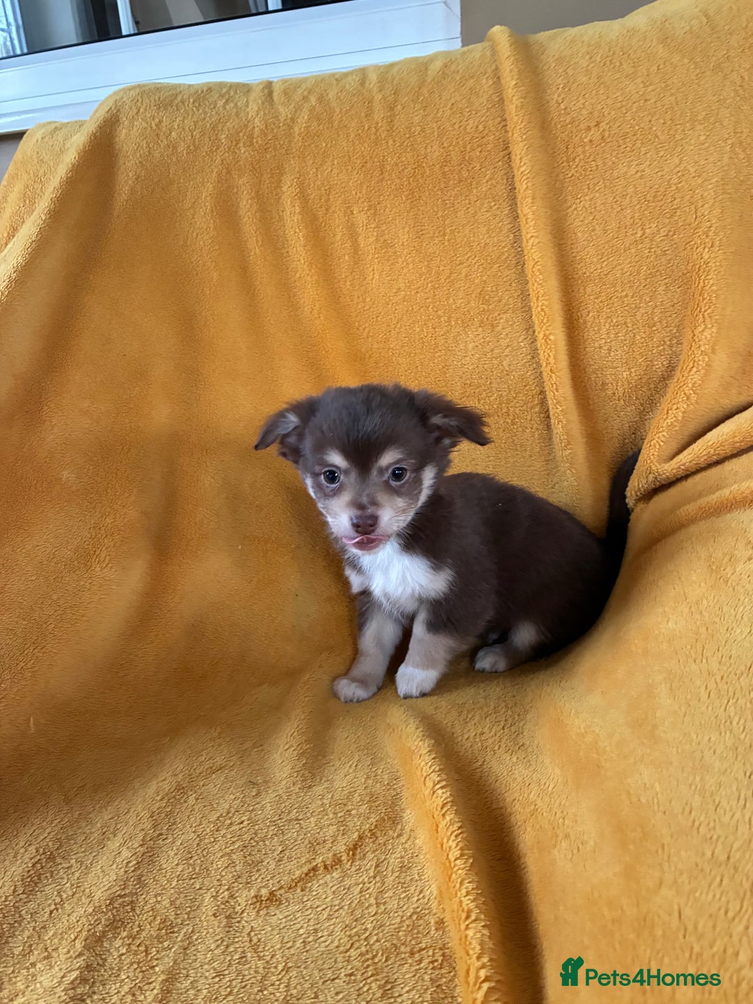 Chihuahua dogs for sale: Beautiful Chihuahua Puppies For Sale - Advert 8