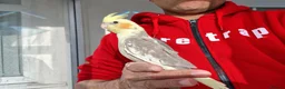 Cockatiels birds for sale: super silly hand tamed baby cockatiel - Advert 1