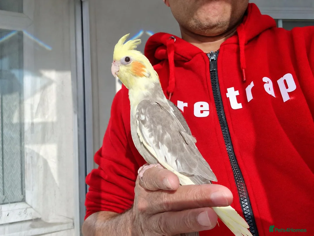 Cockatiels birds for sale: super silly hand tamed baby cockatiel - Advert 1
