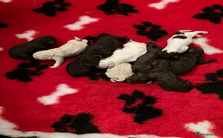 Lagotto Romagnolo dogs - Advert 6